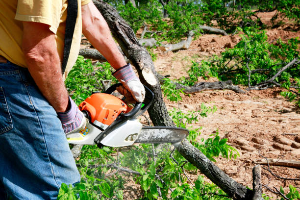 The Steps Involved in Our Tree Care Process in York, SC